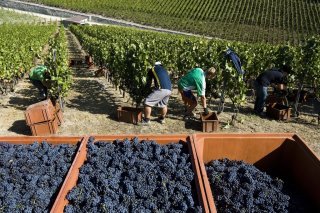 Peut-être bientôt une bourse de la vendange pour le raisin valaisan.