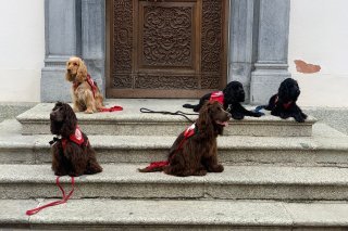 L'association Farah Dogs fournit des chiens d'assistance en Suisse depuis 14 ans. (Image d'illustration)