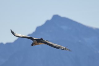 La femelle reproductrice Guillaumes dans son royaume de Derborence.