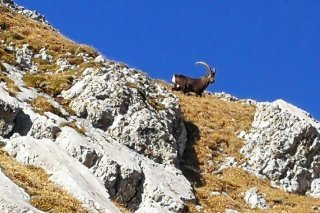 En maître dans les montagnes, le bouquetin sert aussi d'indicateur de la santé de l'écosystème alpin