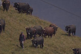 Le film "La Poya" met en valeur les alpages et celles et ceux qui les font vivre (extraits du film)