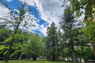 Remplacement d’un séquoia et taille d’un cèdre devant le bâtiment du Palais de Justice à Sion.