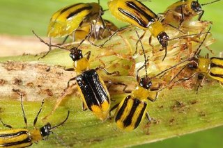 A l'état adulte, la chrysomèle des racines du maïs mesure entre 4 et 7 millimètres.