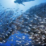Un plongeur nage près d’une gigantesque gorgone (éventail de mer). KEYSTONE/EPA/SERGEY DOLZHENKO