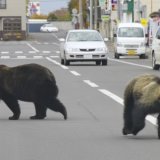 Plus de 9100 ours ont déjà été tués cette année au Japon (archives). KEYSTONE/AP Shari Town Hall/STR