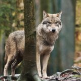 Le nombre de loups a fortement augmenté cette année en Finlande (image d'illustration). KEYSTONE/DPA-Zentralbild/KLAUS-DIETMAR GABBERT