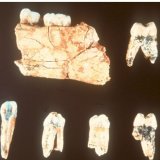 Les fossiles d'Homo antecessor (cliché) et des homininés de Casablanca sont proches, mais ne sont toutefois pas totalement similaires (archives). KEYSTONE/EFE EPA/NATURAL SCIENCES MUSEUM