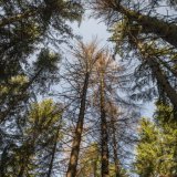 La hausse des températures et la sécheresse croissante soumettent les forêts à un stress important en Suisse aussi (image symbolique). KEYSTONE/URS FLUEELER