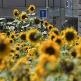 La Fondation Etrillard crée un nouveau prix pour soutenir la nature en ville. (Photo d'illustration) KEYSTONE/MARTIAL TREZZINI