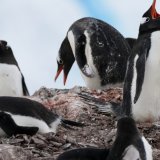 Les manchots papous, une espèce "généraliste" qui change facilement de régime alimentaire, s'adaptent mieux à un climat relativement plus tempéré (archives). KEYSTONE/AP/Mark Baker