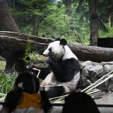 De nombreux admirateurs ont fait leurs adieux dimanche aux deux pandas extrêmement populaires du zoo de Tokyo qui s'apprêtent à retourner en Chine. KEYSTONE/EPA/SOICHIRO KORIYAMA
