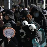 A Tokyo, la foule des grands jours a escorté les pandas géants jumeaux Xiao Xiao et Lei Lei sur le départ pour la Chine. KEYSTONE/EPA/SOICHIRO KORIYAMA