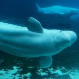 Marineland Canada a été autorisé à vendre ses 30 bélugas à des parcs aquatiques aux Etats-Unis (archives), KEYSTONE/AP/Chris Young