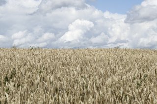 Le secteur céréalier s'est redressé en 2025 après la crise des années précédentes. (archives). KEYSTONE/CHRISTIAN BEUTLER