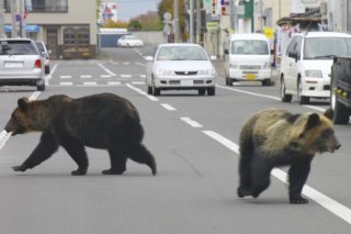 Plus de 9100 ours ont déjà été tués cette année au Japon (archives). KEYSTONE/AP Shari Town Hall/STR