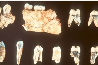 Les fossiles d'Homo antecessor (cliché) et des homininés de Casablanca sont proches, mais ne sont toutefois pas totalement similaires (archives). KEYSTONE/EFE EPA/NATURAL SCIENCES MUSEUM