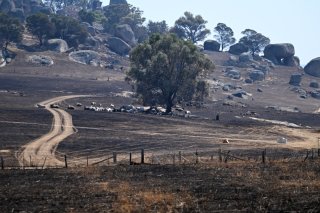 De la terre brûlée à Ruffy, dans l'Etat de Victoria. KEYSTONE/EPA/JAMES ROSS
