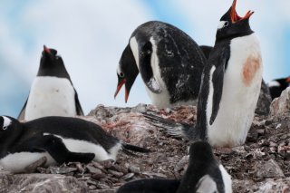 Les manchots papous, une espèce "généraliste" qui change facilement de régime alimentaire, s'adaptent mieux à un climat relativement plus tempéré (archives). KEYSTONE/AP/Mark Baker