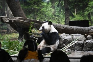 De nombreux admirateurs ont fait leurs adieux dimanche aux deux pandas extrêmement populaires du zoo de Tokyo qui s'apprêtent à retourner en Chine. KEYSTONE/EPA/SOICHIRO KORIYAMA