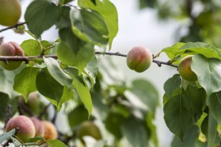 Dix pour cent des 29 échantillons alimentaires prélevés sur des abricots dépassaient la teneur maximale autorisée en produits phytosanitaires. (Photo d'archive) KEYSTONE/CHRISTIAN BEUTLER
