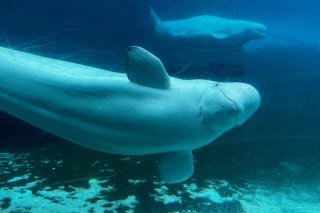 Marineland Canada a été autorisé à vendre ses 30 bélugas à des parcs aquatiques aux Etats-Unis (archives), KEYSTONE/AP/Chris Young