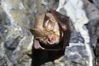 Le petit rhinolophe est l'une des 27 espèces de chauves-souris présentes en Valais sur les 30 que compte la Suisse.