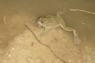 Copyright_Drosera_SA (3)