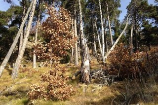 Forêts valaisannes et changements climatiques