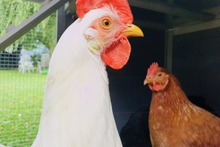 Image d'illustration