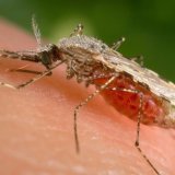 Les agents infectieux du paludisme et de la toxoplasmose font partie d’un groupe d’eucaryotes unicellulaires parasites appelé apicomplexes. Chaque année, des millions de personnes tombent malades en raison des maladies infectieuses qu’ils provoque...