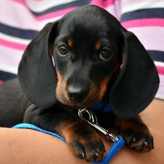 Rodéo est un teckel qui a été attaqué (image d'illustration)