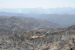 Chaque année, le nord de l'Algérie est touché par des feux de forêt. En 2020, près de 44'000 hectares de taillis sont partis en fumée.