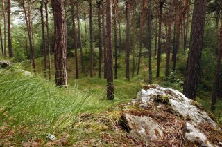 Le Grand Conseil valaisan a accepté jeudi par 115 oui et 1 abstention de prolonger d'un an un décret visant à augmenter le taux de subvention des forêts de protection.