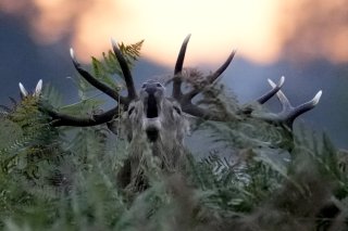 Le chasseur a confondu un de ses acolytes avec le cerf qu'ils chassaient (Photo d'illustration).