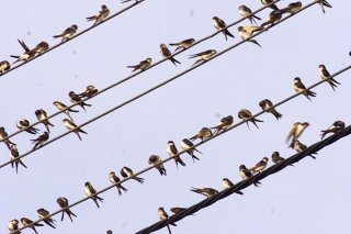 A l'image des hirondelles, des milliards d'oiseaux s'envolent actuellement en direction du sud pour y passer l'hiver (image d'illustration).