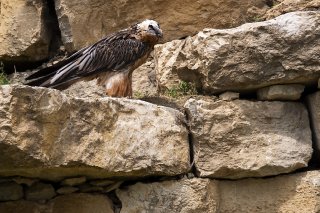 Le gypaète barbu est sur la liste d'alerte mondiale (archives).