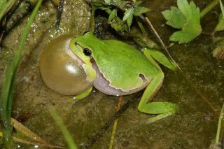 Dans la vallée de la Reuss, la population de rainettes vertes a plus que doublé durant la période étudiée.
