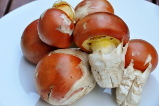 Amanites des Césars