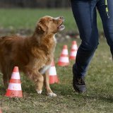 La révision partielle de la loi sur la détention des chiens à Fribourg vise à améliorer la sécurité de la population, à lutter contre les incivilités et à accroître le bien-être animal (archives).