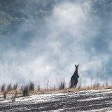 eastern-grey-kangaroo