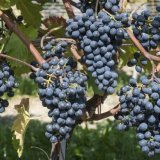 divico cépage résistant