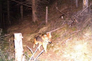 Un loup grison a parcouru la plus longue migration connue à ce jour en Europe (Photo d'illustration).