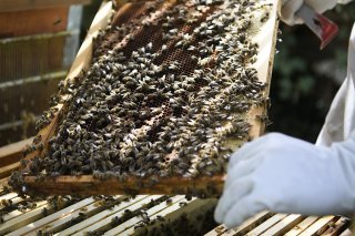 La ruche, contenant près de 40'000 abeilles, volée à Schmitten (FR), a été retrouvée, vendredi dernier (image d'illustration).