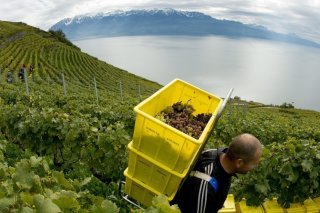 Après le millésime 2021 historiquement faible en raison des aléas climatiques, la viticulture vaudoise a retrouvé le sourire en 2022 dans des conditions presque méditerranéennes où qualité et quantité étaient au rendez-vous (archives).