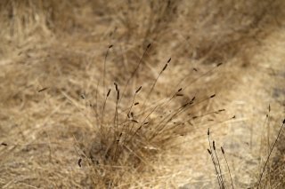 Selon le gouvernement, 36% du territoire portugais se trouve actuellement en situation de sécheresse sévère ou extrême, en particulier les régions de l'Alentejo et l'Algarve, dans le sud du pays.