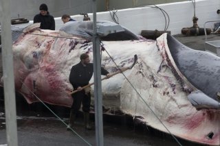 Les 18-29 ans sont les plus opposés à la chasse à la baleine, alors que les plus de 60 ans la soutiennent. Les hommes et les habitants des campagnes y sont globalement plus favorables que les femmes et les urbains.