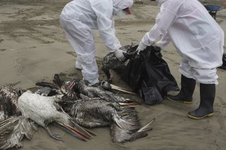Au moins 3500 oiseaux marins ont été retrouvés morts depuis le 26 mai sur les plages du nord du Chili (cliché symbolique/Keystone archives).