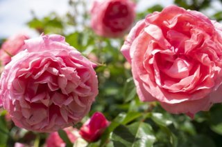 La quatrième édition du concours international de la rose de Nyon (VD) a permis d'évaluer 89 nouvelles variétés, créées par 24 obtenteurs en provenance de onze nationalités (archives).
