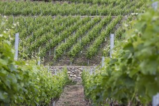 La station d'essais de Leytron dispose de nombreuses parcelles de vignes mises à sa disposition par des producteurs. (Image d'illustration).