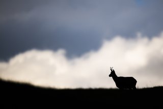 Un chamois égaré s'est promené pendant 15 jours en plein coeur de Genève, avant d'être capturé et remis en liberté dans le Jura vaudois (image prétexte).